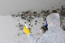 Professional Mold Removal & Remediation in Lowell, MA